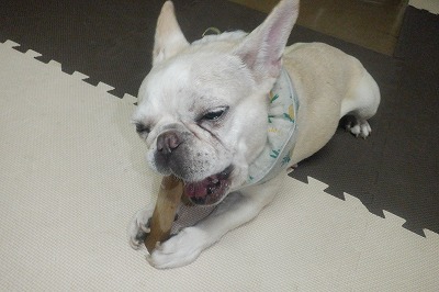 ガジガジ ガジガジ