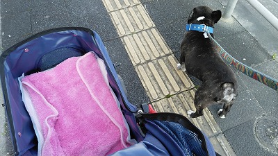 ごーごーっ ごーごーっ