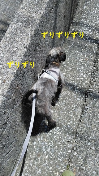 ずりずり ずりずり
