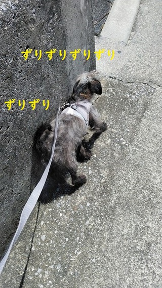 ずりずり ずりずり