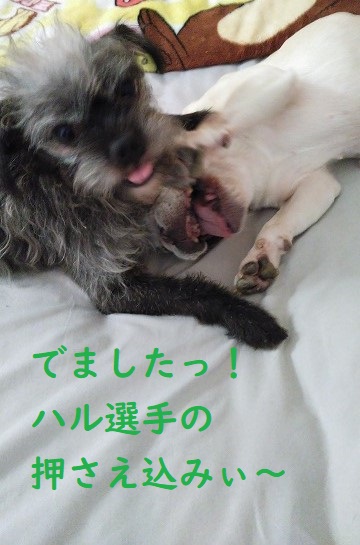ブヒリンピック ブヒリンピック