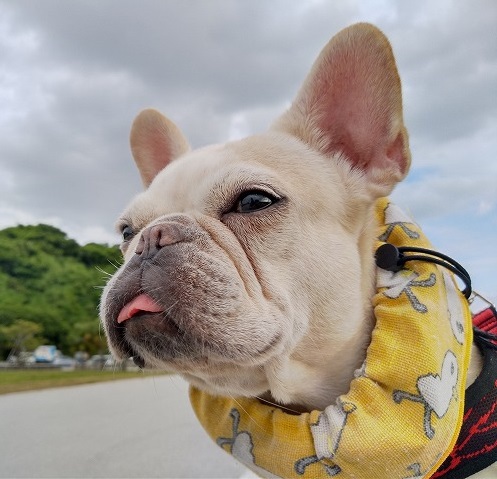 でっけ~っ でっけ~っ