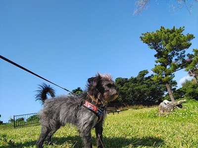 浦添大公園 また来たよ 浦添大公園 また来たよ