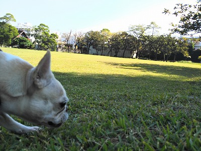 浦添大公園 また来たよ 浦添大公園 また来たよ
