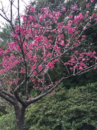 桜咲いてます♪
