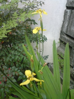 ミニバラが咲いた♪