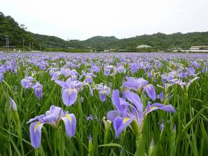 せわしい清明