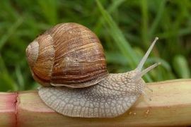 がんばれ日本のカタツムリ
