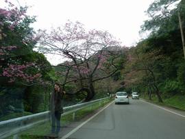 桜花