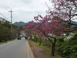 2つの桜前線