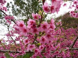 桜花