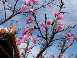 2つの桜前線
