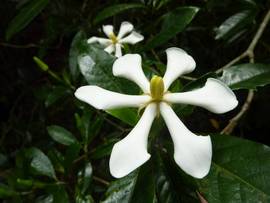 梅雨のやんばるの森