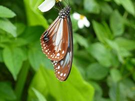 梅雨のやんばるの森