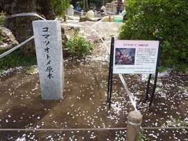 国花
