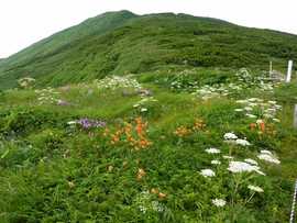 山の環境保全と整備