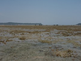 清明の海