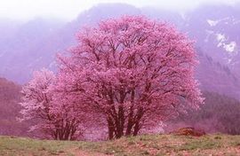 2つの桜前線