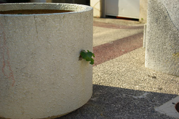 コザの写真