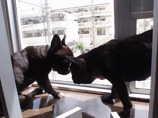 すげかった