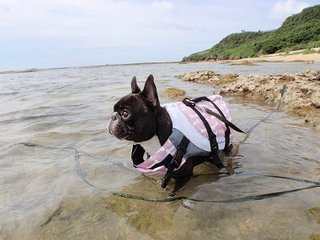 かいすいよく