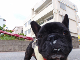 さんぽおさめ