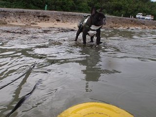 なつは・・・