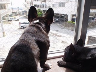 すげかった