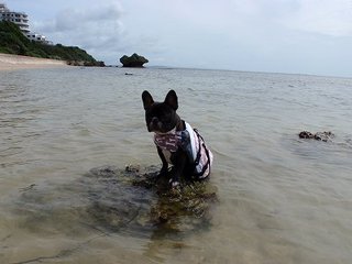 かいすいよく