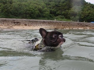 なつは・・・