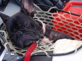 きゃんぷ