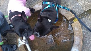 いただきます