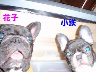 かめらまん
