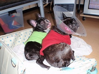 ばんけん