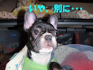 ばんけん