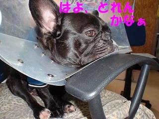 なれたけど