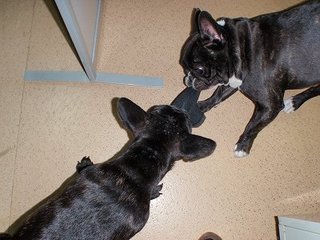 まけんよっ