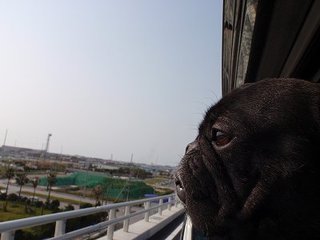 かいつう