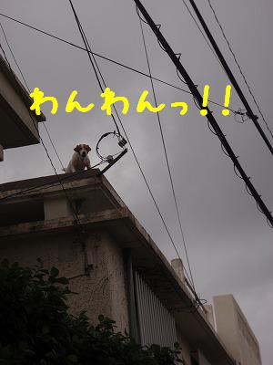 うちもっ