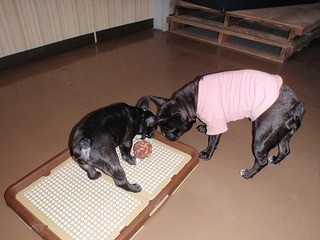 つかれるわけよ