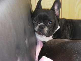 きょうのひるね