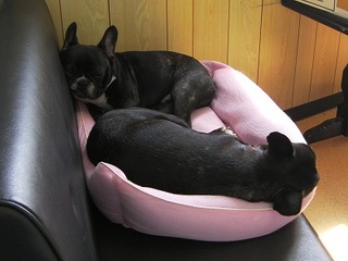 きょうのひるね