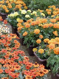 2010年10月11日