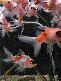 赤い熱帯魚