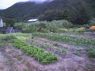 恵みの雨