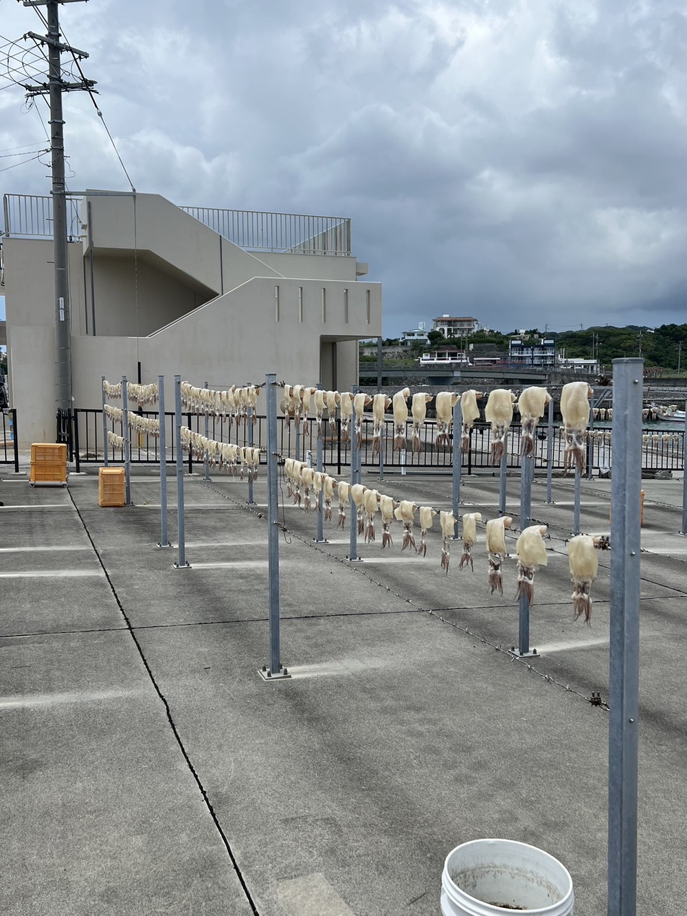 南城市玉城奥武島 トビイカの天日干し 南城市玉城奥武島 トビイカの天日干し