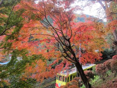 紅葉の高尾山 紅葉の高尾山