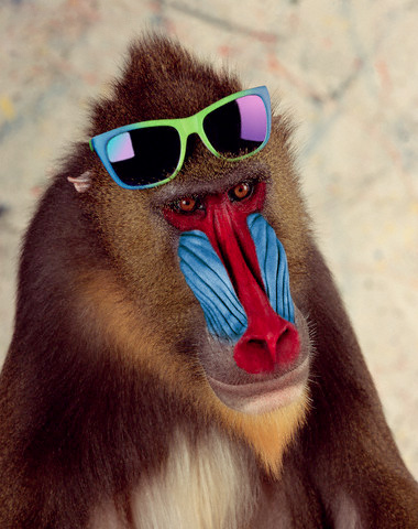 動物にサングラスを掛ける遊び「Animals with Sunglasses」