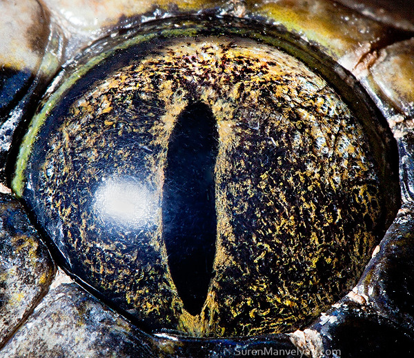 動物や爬虫類の「目」にクローズアップした素晴らしい写真10枚