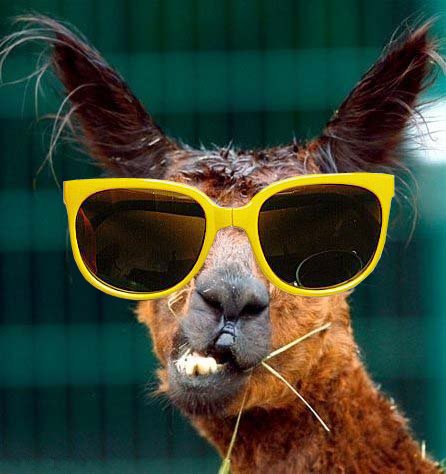 動物にサングラスを掛ける遊び「Animals with Sunglasses」